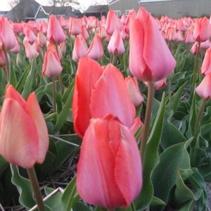 Tulpe "Van Eijk"